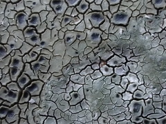 Dimelaena