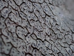 Dimelaena