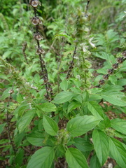 Ocimum