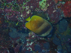 Chaetodon kleinii