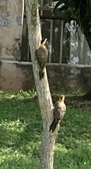 Colaptes campestris campestris