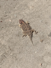 Phrynosoma orbiculare