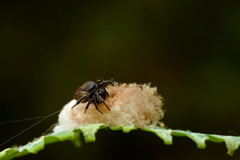 Emertonella taczanowskii