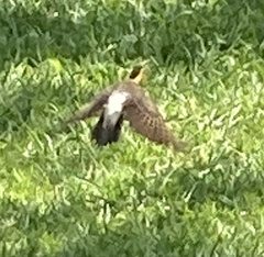 Colaptes campestris campestris