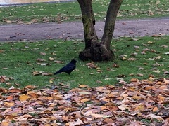Corvus corone