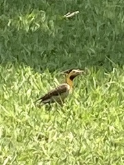 Colaptes campestris campestris