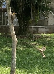 Colaptes campestris campestris