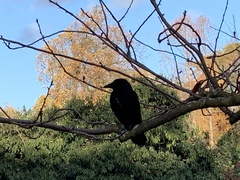 Corvus corone