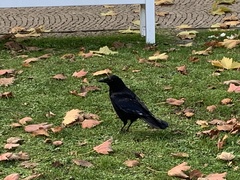 Corvus corone