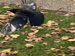 Corvus corone