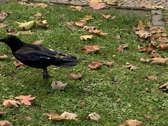 Corvus corone
