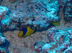 Centropyge bicolor
