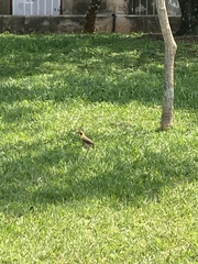 Colaptes campestris campestris