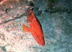 Cephalopholis miniata