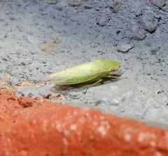 Krisnini