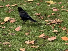 Corvus corone