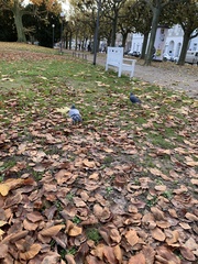 Columba livia domestica