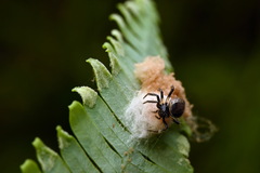 Emertonella taczanowskii