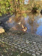 Alopochen aegyptiaca