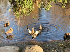 Alopochen aegyptiaca