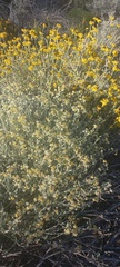 Helichrysum rosum