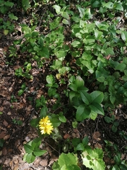 Tetrachyron websteri