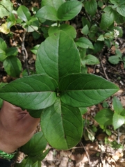 Tetrachyron websteri