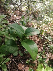 Tetrachyron websteri