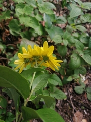 Tetrachyron websteri