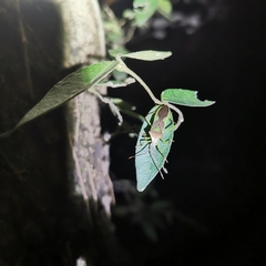 Homoeocerus walkerianus