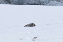 Leptonychotes weddellii