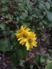 Tetrachyron websteri