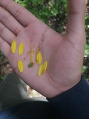 Tetrachyron websteri