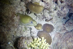 Gymnothorax javanicus