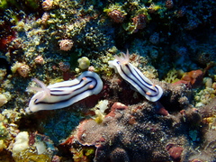 Chromodoris lochi