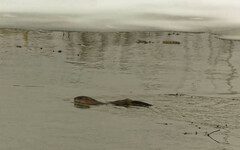 Ondatra zibethicus