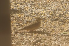 Spiza americana