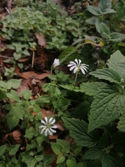 Stellaria