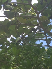 Sciurus yucatanensis