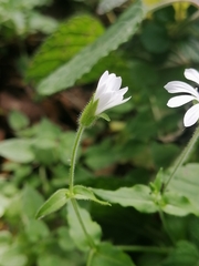 Stellaria