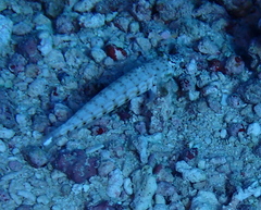 Parapercis clathrata