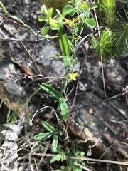 Rhynchosia leucoscias