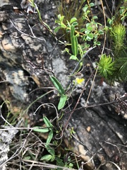 Rhynchosia leucoscias