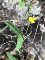 Rhynchosia leucoscias