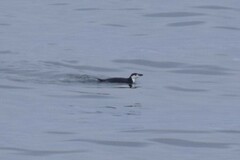 Pygoscelis antarcticus