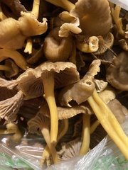 Craterellus lutescens