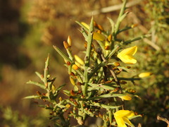 Ulex argenteus subsericeus
