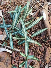 Hemidesmus indicus