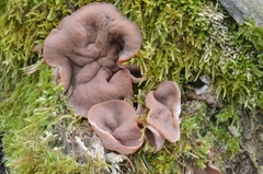 Gyromitra perlata
