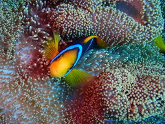 Amphiprion chrysopterus
